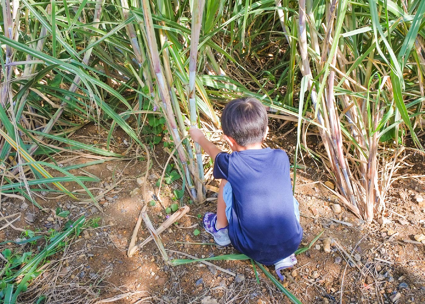 さとうきび収穫体験