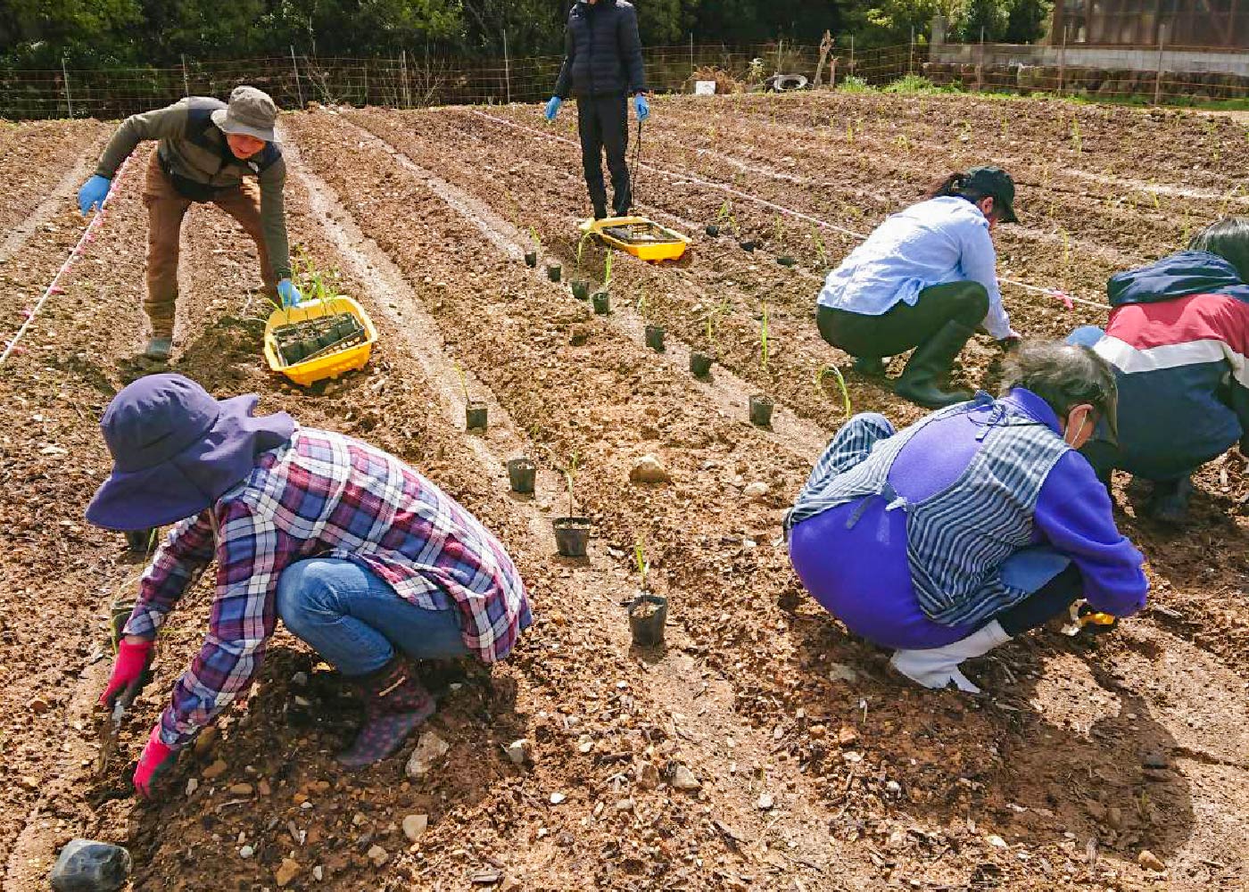 さとうきび植え付け体験