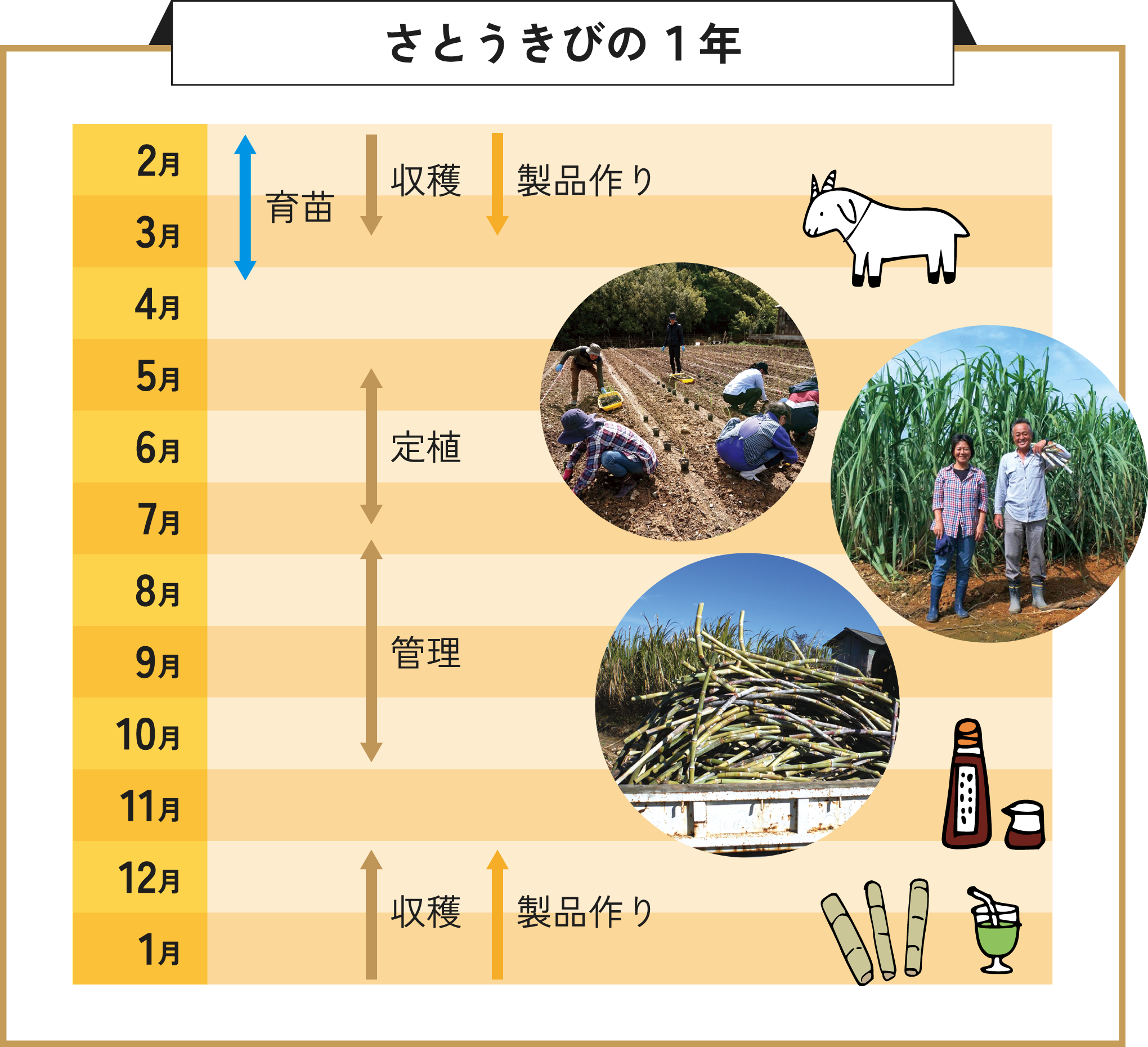 さとうきびの1年