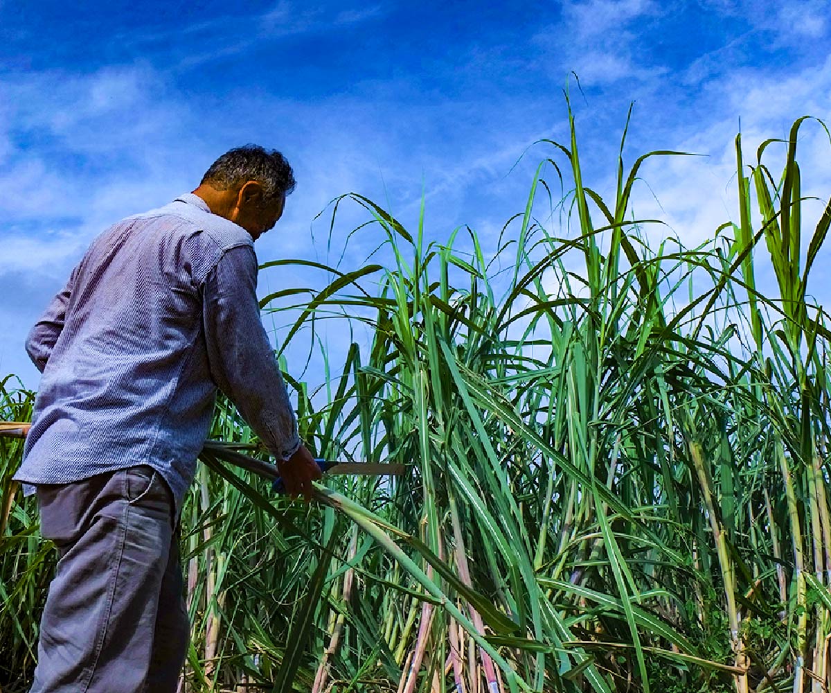 さとうきび収穫