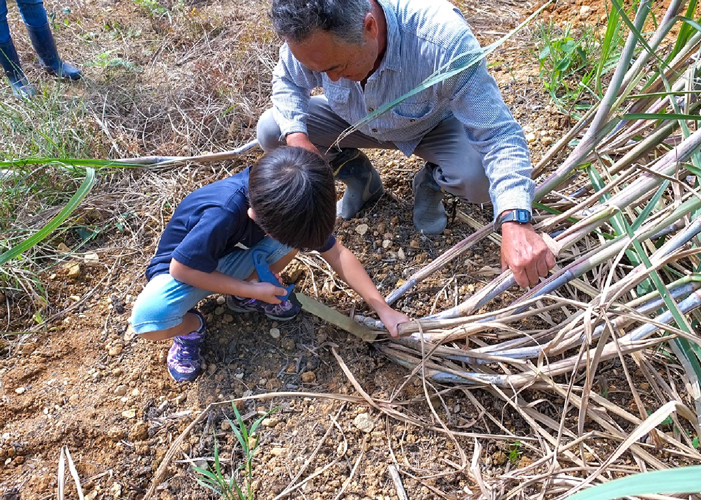 さとうきび体験